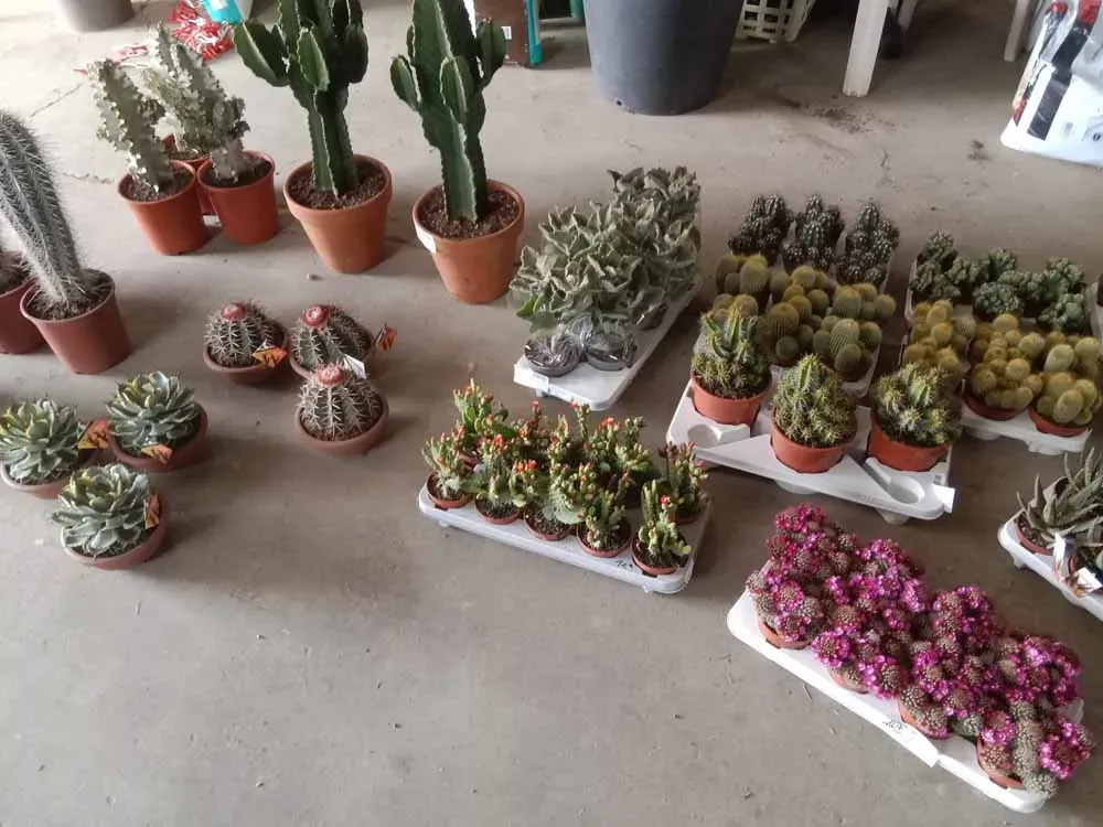 pepiniere-natura-paysage-8