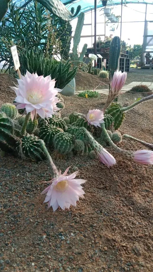 pepiniere-natura-paysage-6