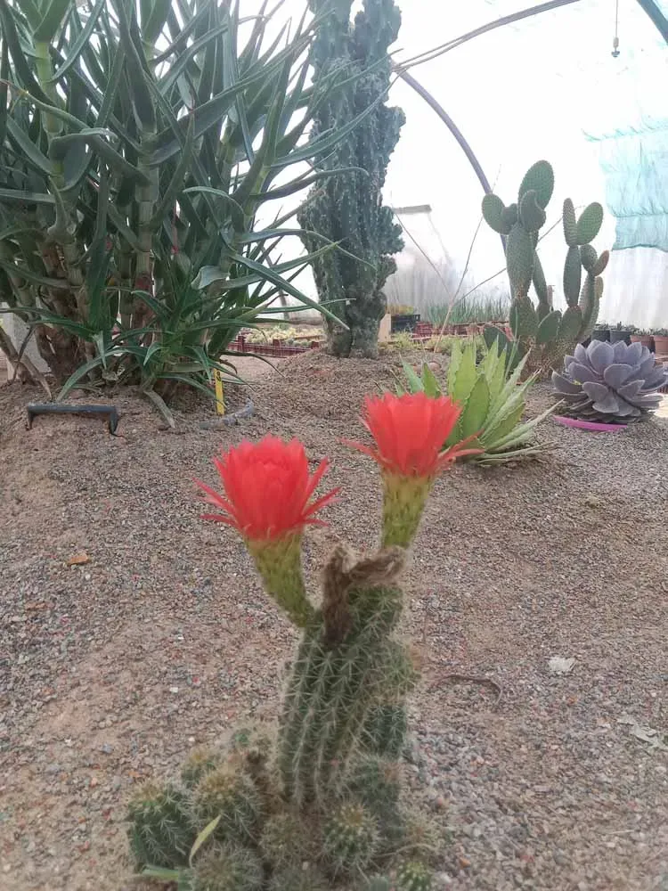 pepiniere-natura-paysage-11