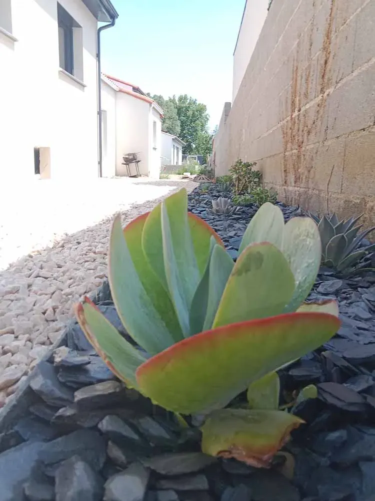 pepiniere-natura-paysage-10