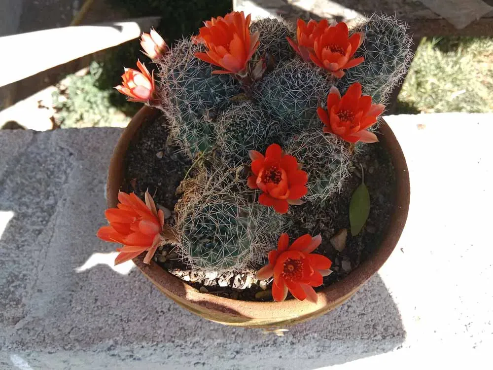 pepiniere-natura-paysage-9